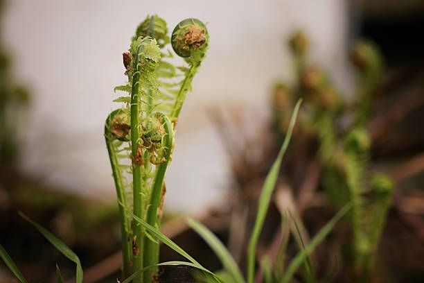 若いスプラウトのカンゾウ - fern bud growth child ストックフォトと画像