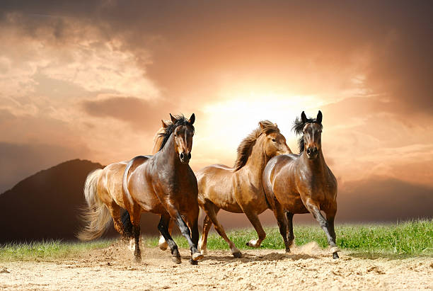 os cavalos - horse family imagens e fotografias de stock