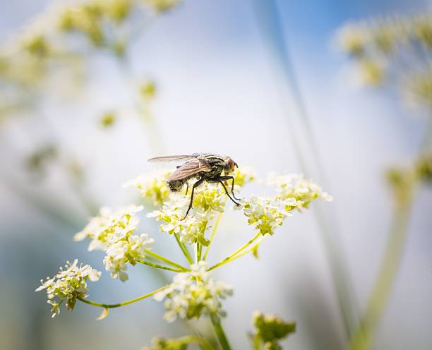 istock Macro of fly sitting on plant 476423462