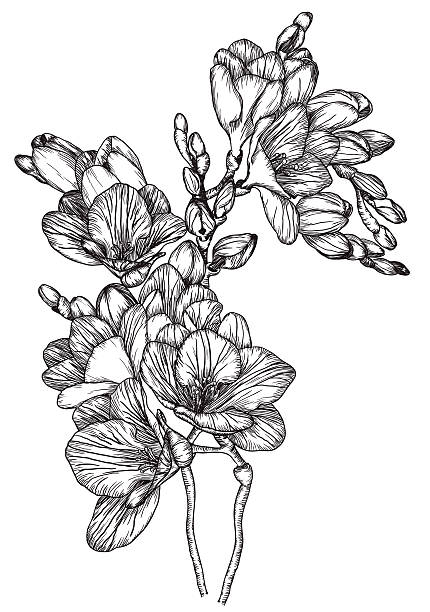 Black and white sketch of Beautiful spring freesias vector art illustration