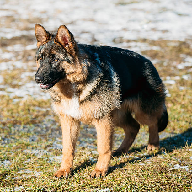 belle jeune brune berger allemand chiot chien de votre séjour - german shepherd police security alertness photos et images de collection