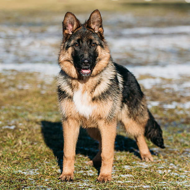 belle jeune brune berger allemand chiot chien de votre séjour - german shepherd police security alertness photos et images de collection