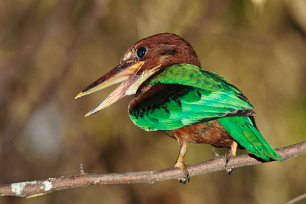 istock white throated kingfisher 476428469