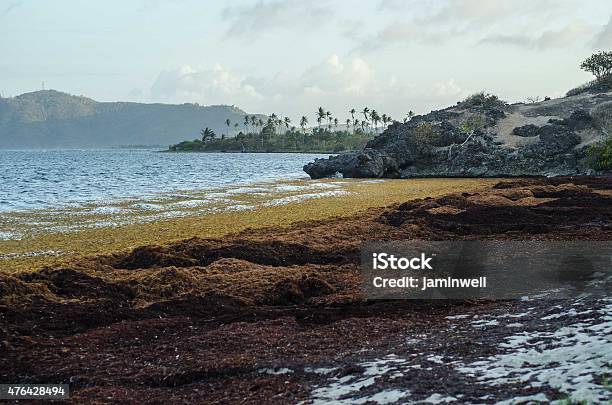 Beach Pollution Large Pelagic Seaweed Deposit Stock Photo - Download Image Now - Sea, 2015, Abundance