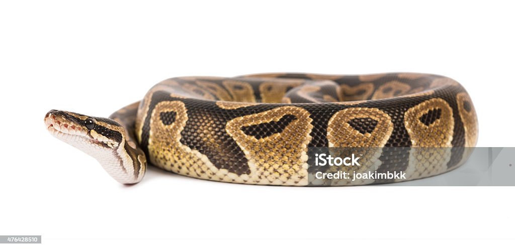 Uk Python Snake Royal Python Snake Isolated On White Stock Photo - Download Image Now ...
