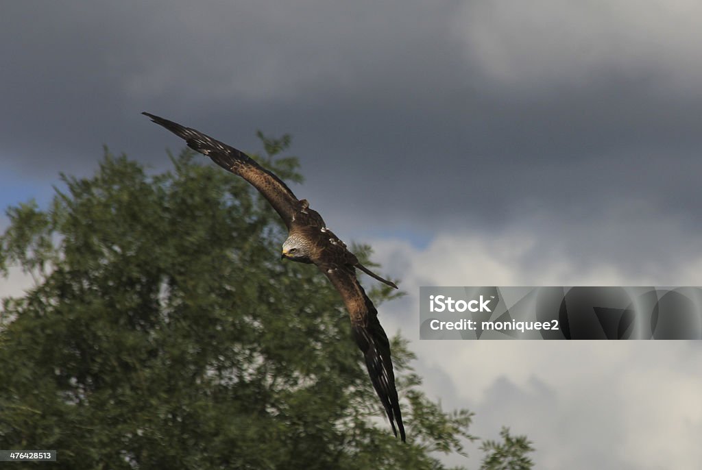 Águia voando - Foto de stock de Animal selvagem royalty-free