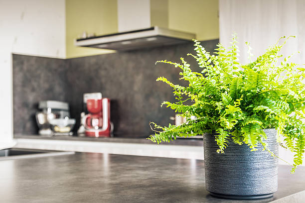 istock Green tiger fern plant pot placed in modern kitchen 476428544