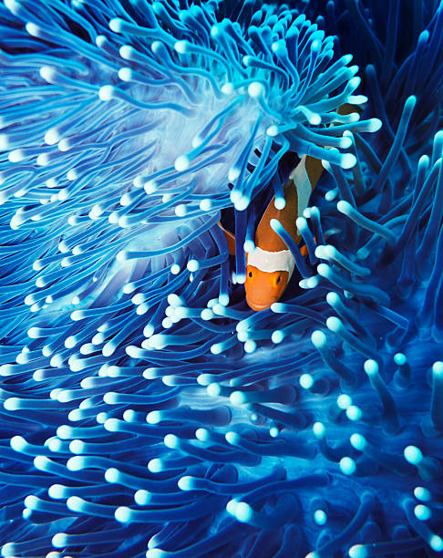 Clown Fish hiding in Anemone