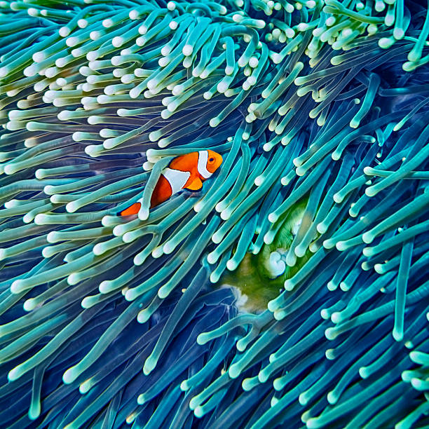 peces payaso esconden en anémona - symbiotic relationship fotos fotografías e imágenes de stock