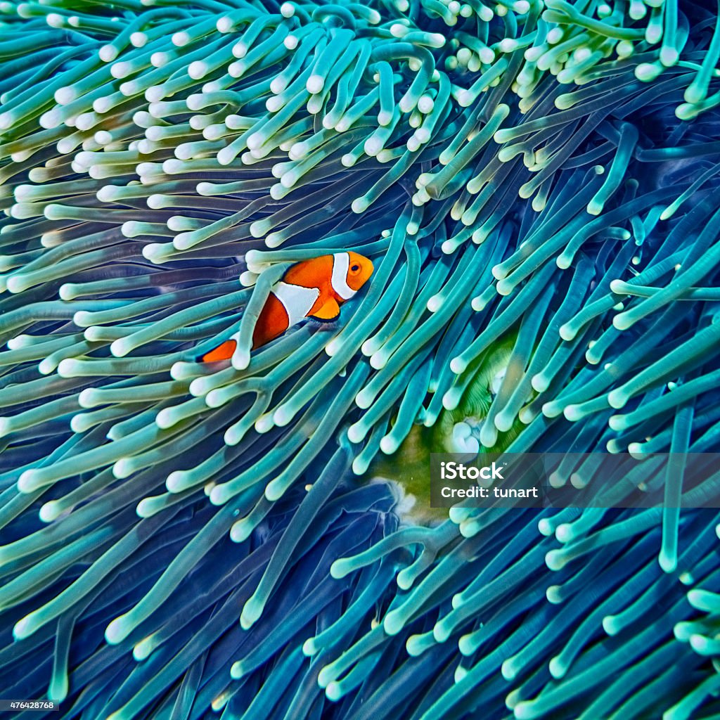 Clown Fish hiding in Anemone Sealife in Sipadan, Malaysia Coral - Cnidarian Stock Photo