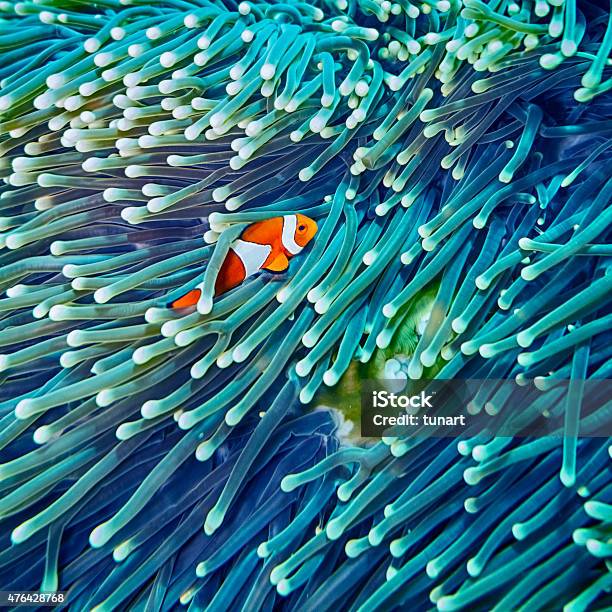 Clown Fish Hiding In Anemone Stock Photo - Download Image Now - Coral - Cnidarian, Fish, Reef