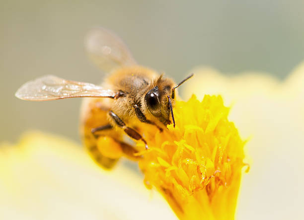 Busy Bee stock photo