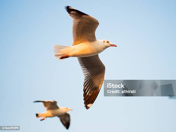 Gaivota Em Bangpu Tailândia - Fotografias de stock e mais imagens de Animal - Animal, Atividade, Azul