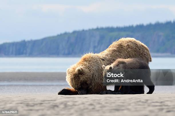 Grizzly Bear Foto de stock y más banco de imágenes de Agua - Agua, Aire libre, Alaska - Estado de los EE. UU.