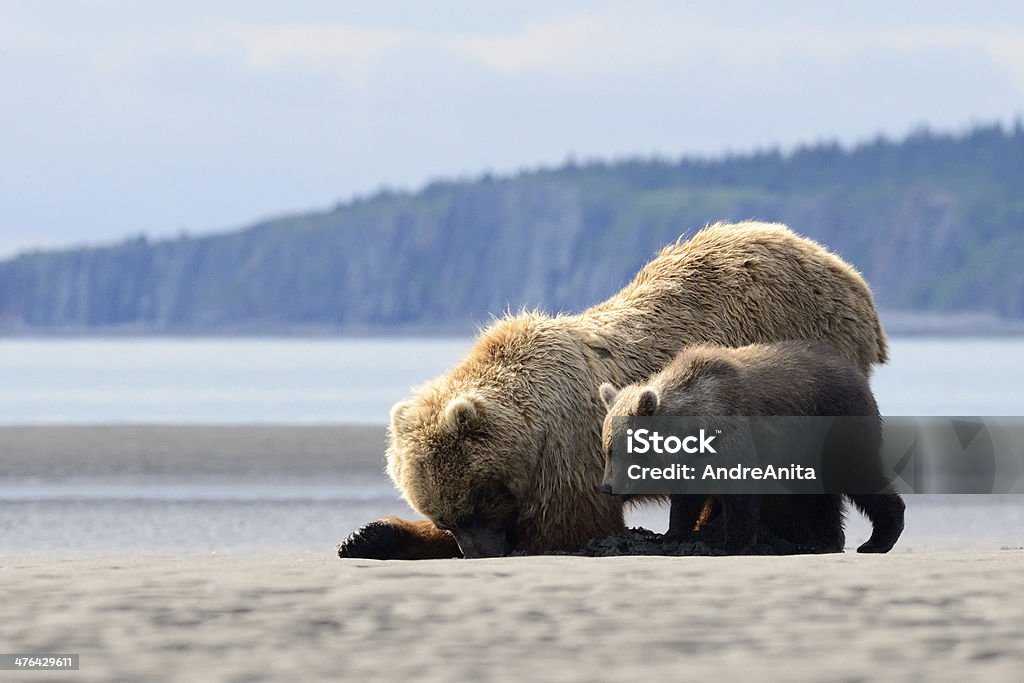 Grizzly - Photo de Alaska - État américain libre de droits