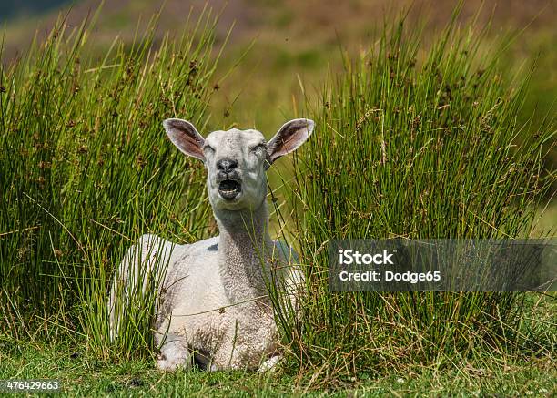 Foto de Sheared Na Hora De Ovinos No Verão Pasture e mais fotos de stock de Agricultura - Agricultura, Amarelo, Amizade