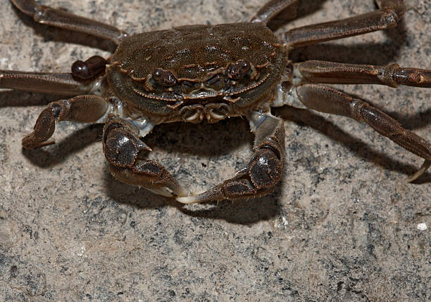 istock Chinese mitten crab, Eriocheir sinensis 476429769