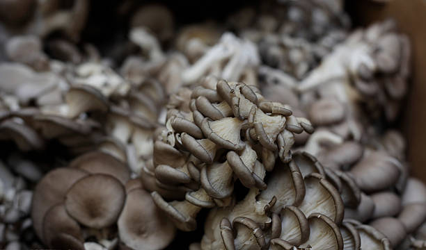 Oyster mushrooms at the farmers market stock photo