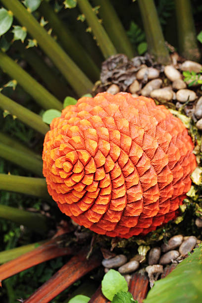 Beautiful fruits of blooming Zululand Cycad(Encephalartos Ferox) stock photo