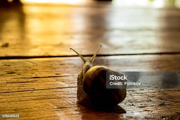 Caracol En La Mesa De Madera Foto de stock y más banco de imágenes de Aburrimiento - Aburrimiento, Actividad, Aire libre