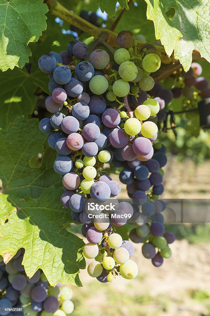 Coloré de baies dans les vignobles - Photo de Agriculture libre de droits