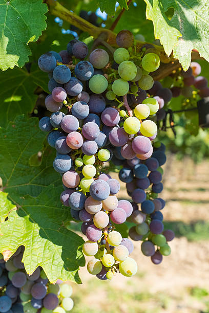 istock Colorful Berries in Vineyard 476431381