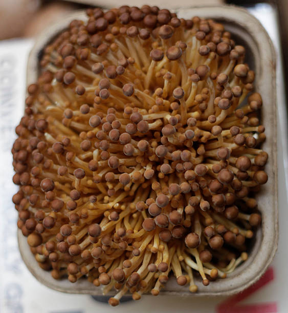 Enoki hongos en una canastilla - foto de stock