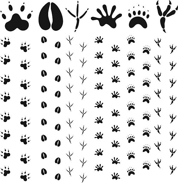 Paw Print (EPS) + ZIP - alternate file (CDR) opossum silhouette stock illustrations