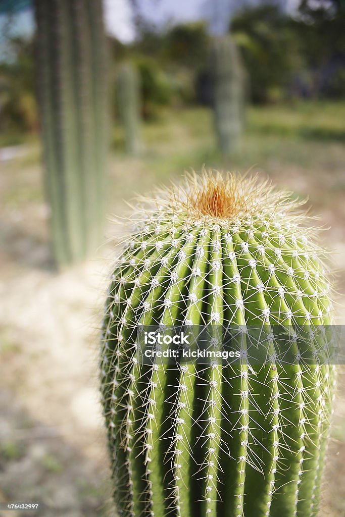 Cactus - Photo de Aiguille - Partie d'une plante libre de droits