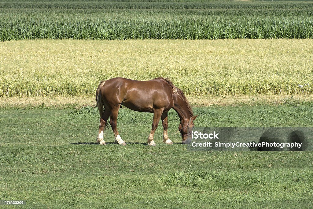 Work Horse 牧草地に放牧地 - ウマのロイヤリティフリーストックフォト