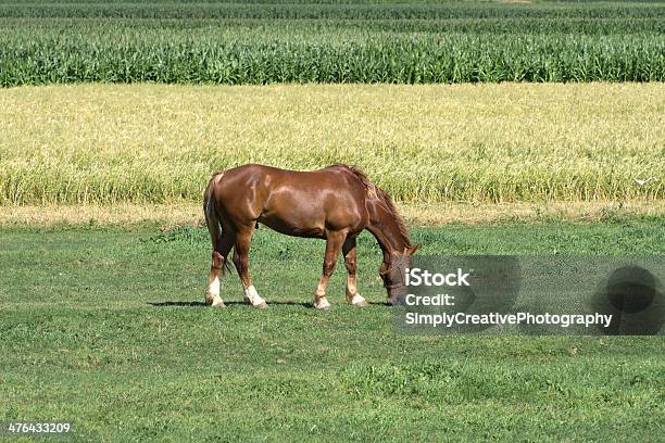 Work Horse 牧草地に放牧地 - ウマのストックフォトや画像を多数ご用意 - ウマ, 作物 トウモロコシ, 田畑