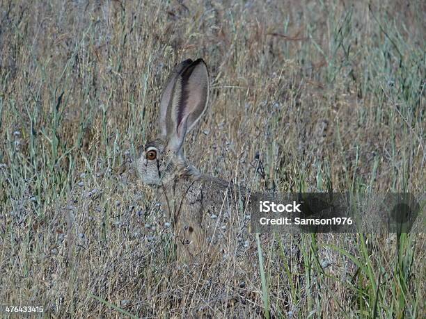 Mt 샤스타 토끼 0명에 대한 스톡 사진 및 기타 이미지 - 0명, 검은꼬리멧토끼, 북부 캘리포니아