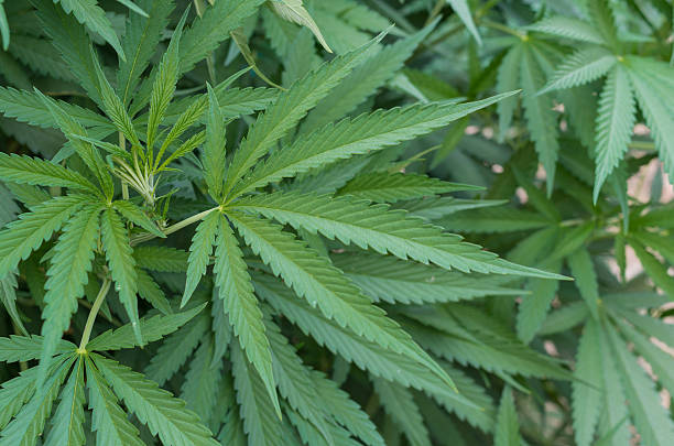 marijuana plant stock photo