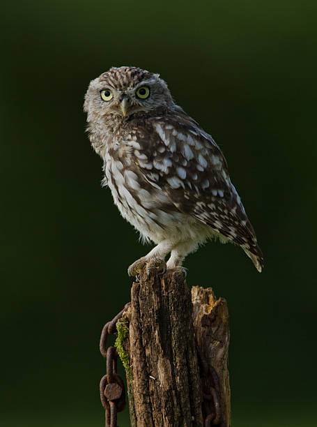 Little Owl Perched On A Post stock photo