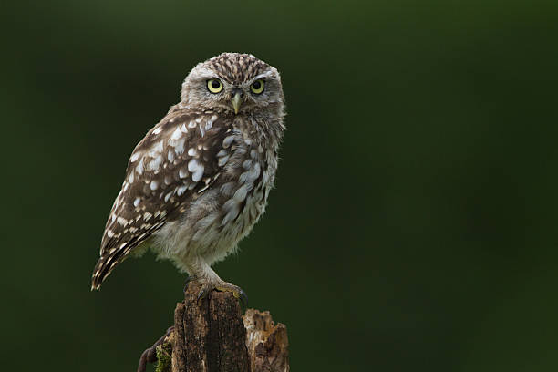 Little Owl Perched On A Post stock photo