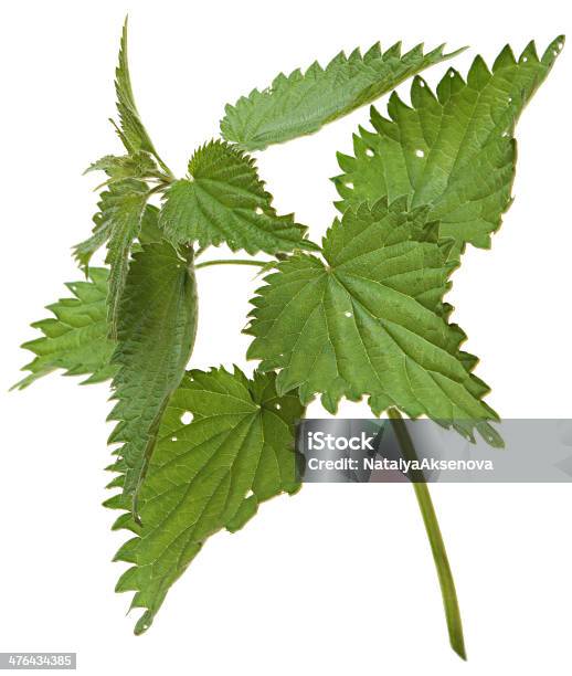 Ramo De Urtiga Isolado Em Fundo Branco - Fotografias de stock e mais imagens de Aromaterapia - Aromaterapia, Botânica - Ciência de plantas, Caule de planta