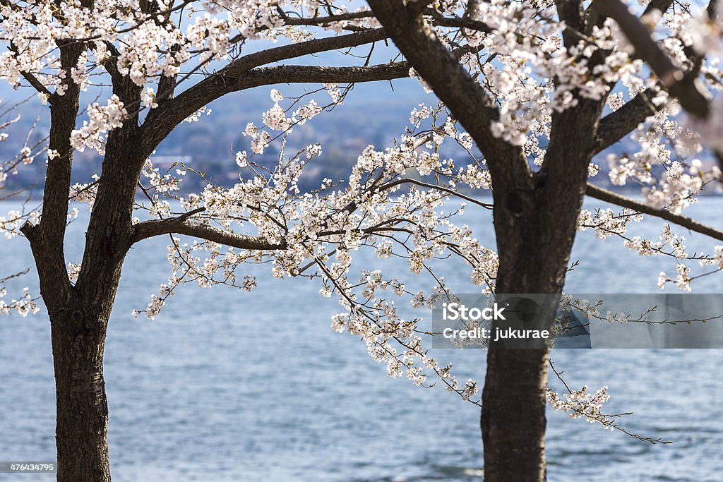 桜の花 - クローズアップのロイヤリティフリーストックフォト