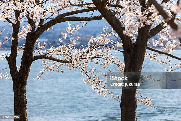 桜の花 - クローズアップのストックフォトや画像を多数ご用意 - クローズアップ, ピンク色, 人物なし
