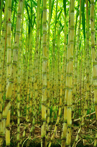 sugarcane plants plants field