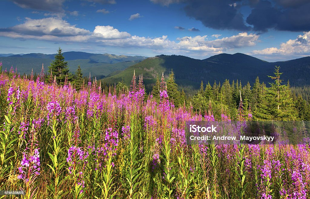 Beautiful summer landscape in the mountains Beautiful summer landscape in the mountains with pink flowers Beauty In Nature Stock Photo