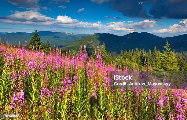 Beautiful Summer Landscape In The Mountains Stock Photo - Download Image Now - Beauty In Nature, Blossom, Cloud - Sky