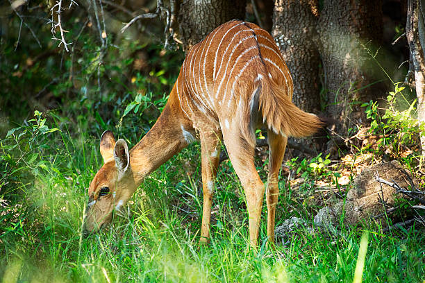 Bushbuck in woodland, South Africa Tragelaphus scriptus in Kruger Wildlife Reserve, South Africa bushbuck stock pictures, royalty-free photos & images