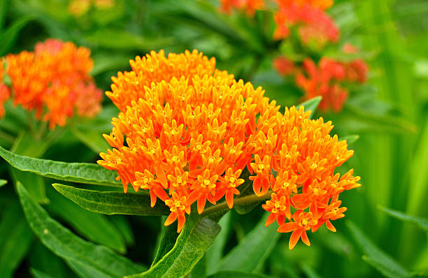 バタフライウィード（asclepias tuberosa )シルクウィードワイルドフラワー - blossom beautiful orange colors ストックフォトと画像