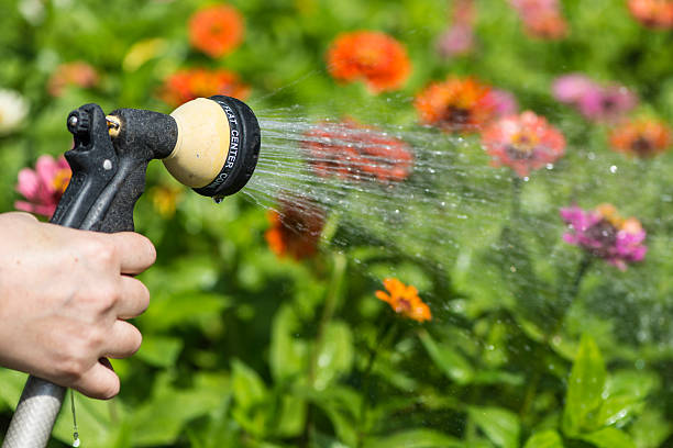 istock watering flower garden 476436773