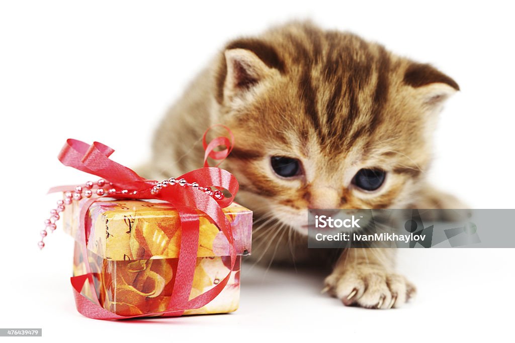 Gato e um presente isolado - Royalty-free Animal Foto de stock