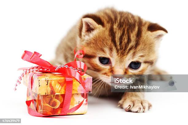 Gato E Um Presente Isolado - Fotografias de stock e mais imagens de Animal - Animal, Animal Doméstico, Animal de Estimação
