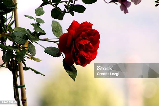 Bellissima Rosa Rossa - Fotografie stock e altre immagini di Albero - Albero, Ambientazione esterna, Bellezza