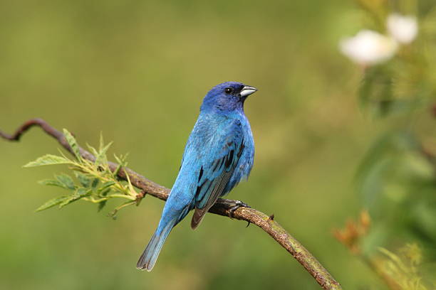 Indigo Bunting stock photo