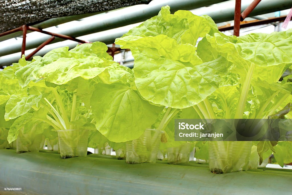 Lechuga orgánicos - Foto de stock de Agricultura libre de derechos