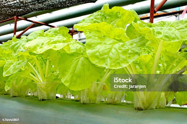 Lechuga Orgánicos Foto de stock y más banco de imágenes de Agricultura - Agricultura, Aire libre, Alimento